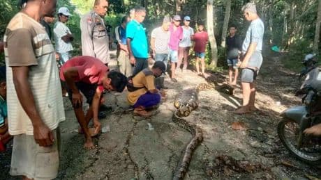 Man found dead inside 28ft python after being crushed and eaten