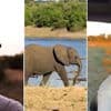 KIJK. Van luxueuze tent tot rondrijden in Jeep: Sarah Puttemans en Viktor Verhulst op safari in Botswana