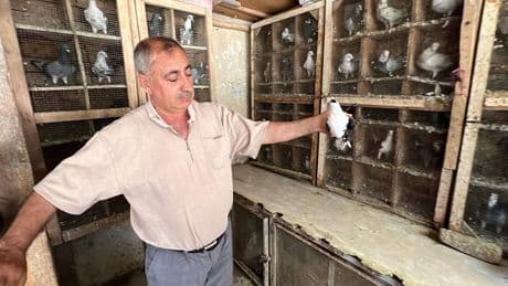 Depremde 170 güvercini telef oldu, kuş sevdası geçmedi