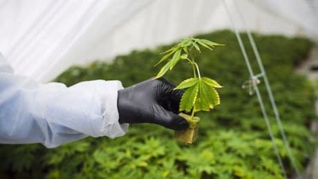 Ford government to overhaul how cannabis stores look in Ontario