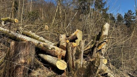 Achtjähriger von Baum erschlagen: „Ich habe jetzt ein totes Kind und ein krankes Kind“