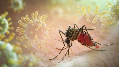Çin'de korkutan virüs salgını: Sivrisinek kaynaklı chikungunya vakaları 4 bini geçti