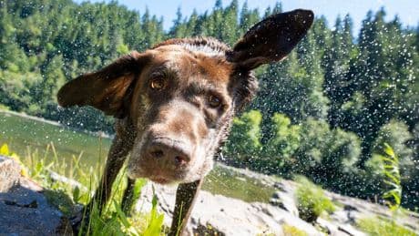Deutschlands beliebtester Hund: Darum sind Labrador Retriever so gefräßig