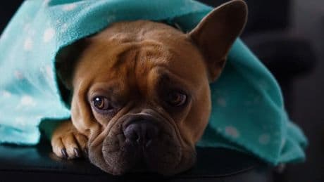 Miedo, ansiedad y fobia: ¿cómo diferenciarlos para ayudar a nuestros animales?