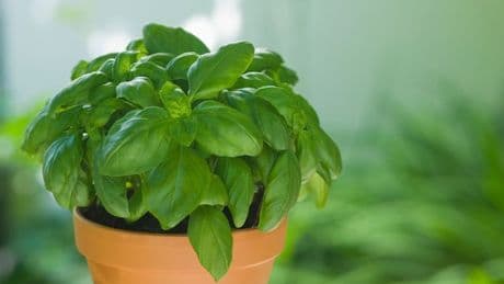 Three herb plants proven to naturally deter ants from your home