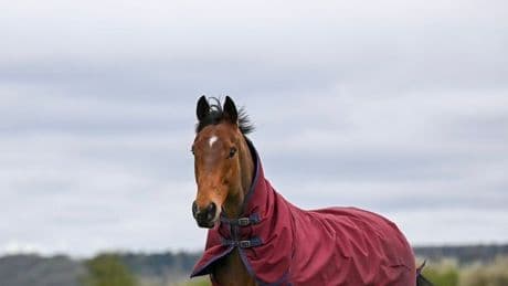 Trainer's heartbreaking tribute after loss of horse who was 'adored by everyone'