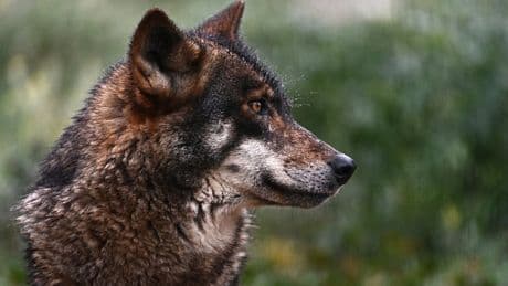 Hunting wolves is about to become more common in Europe – here’s why