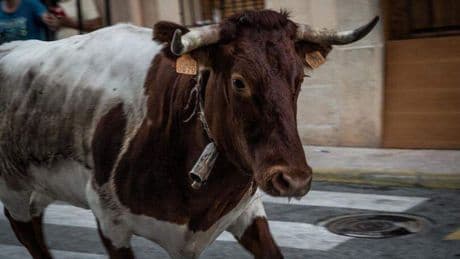 Toeschouwer gedood bij stierenrennen in Zuid-Frankrijk