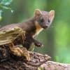279 dieren- en plantensoorten uitgestorven in Vlaanderen