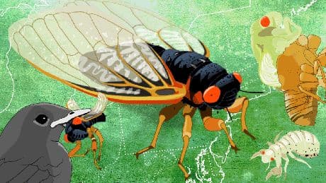 After 17 Years Underground, the Cicada Brood XIV Is Coming