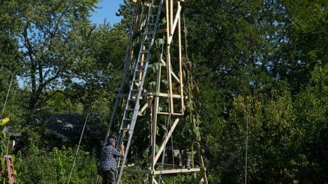 The world's tallest sunflower blooms in an Indiana backyard as a tribute to Ukraine