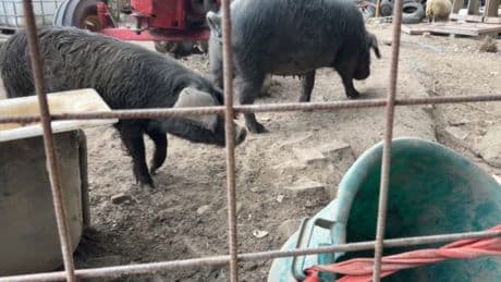 Bas-Rhin: le propriétaire d'une ferme emprisonné, la mairie ne veut plus nourrir les animaux laissés à l'abandon