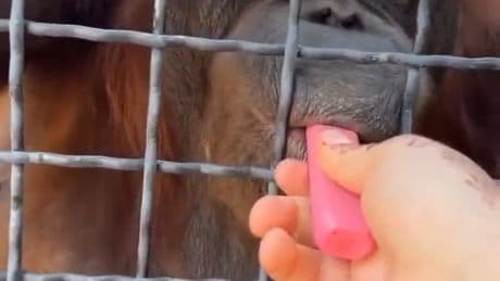Russian boxer Anastasia Luchkina facing backlash after giving orangutan vape pen in shocking scene