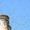 Locals are trapped by 'monsoon' of bees as a MILLION swarm around their homes