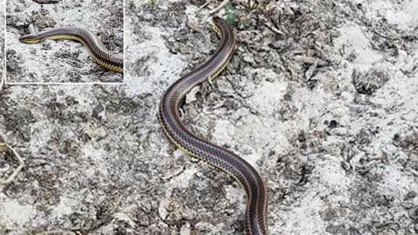 Seen the rare rainbow serpent? The government wants to hear from you…