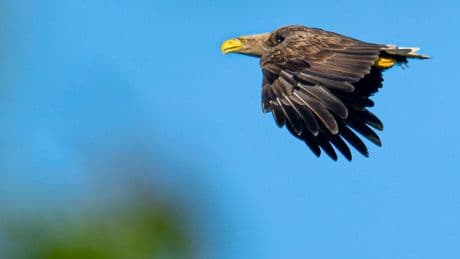 Einheimische Greifvögel: Immer mehr Seeadler in Niedersachsen