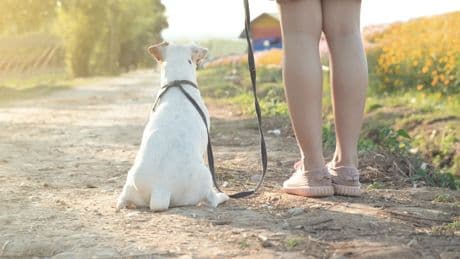 Adoptar a un perro con leishmaniosis: &quot;Su calidad de vida puede ser igual de buena que la de cualquier otro&quot;