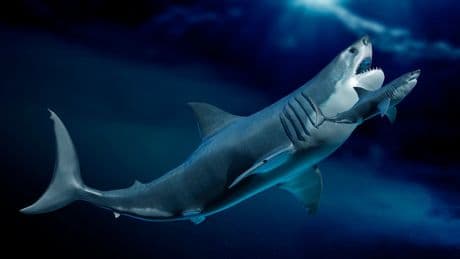 Urzeit-Hai im Monsterformat - Megalodon war größer als gedacht