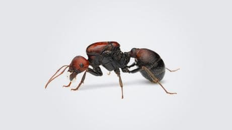 Wildtierhandel: Schmuggelware: Gartenameise