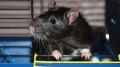How To Get Rid Of (EEK!) Mice Living In Your Car