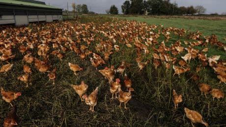 Volailles, porcs, céréales… Ces filières qui pourraient profiter de la loi Duplomb