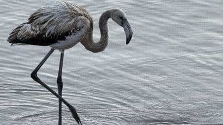 Flamingo im Titisee im Schwarzwald – Behörden reagieren