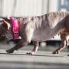 KIJK. Petunia verkozen tot lelijkste hond ter wereld: “Knuffelaar van wereldklasse”
