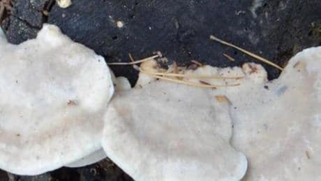 1 gramı 106 küvet suyu acılaştırıyor! Şimdiye kadarki en acı madde bulundu