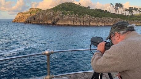 Alertan de la desaparición de todos los nidos de gaviotas en la isla de Lekeitio
