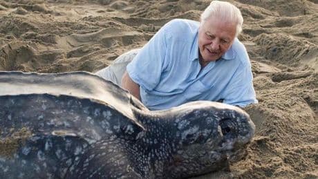 Sir David Attenborough, ovvero sua maestà la Natura