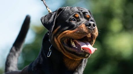 Fürth: Mann hetzt Hund auf Polizisten – Festnahme in Hotel
