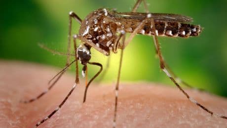 De la enfermedad de Lyme al dengue: los mosquitos y garrapatas llegan con el calor