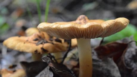 Recipe: Crêpe with a mushroom and shallot duxelle