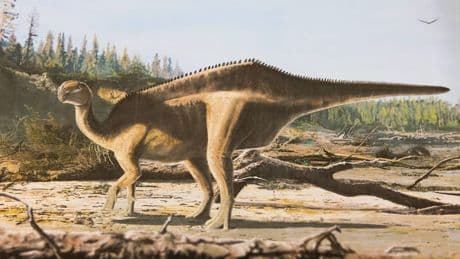Dinosaurier mit Hautsegel entdeckt