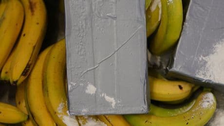 Kokain-Funde: Polizei entdeckt 300 Kilo Drogen in Bananenkisten