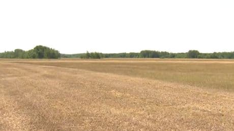 Manitoba farmers dealing with drought-plagued fields