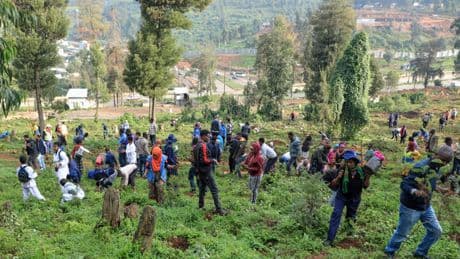 Ethiopia's national tree campaign underway with aim to plant 700 million seedlings in one day