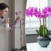 Experts reveal the huge gardening mistake that is stopping your orchids from flowering