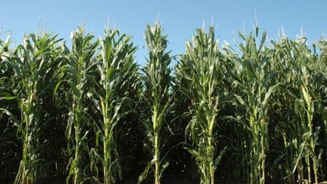 Las plantas de maíz se comunican entre sí para defenderse cuando están muy juntas