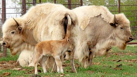 Kanada | Métis in Alberta: Indigene Kultur und weiße Bisons in Kanada