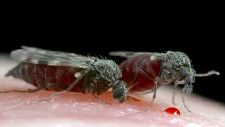 Fiebre de Oropuche: la "nueva" y preocupante enfermedad que se confunde con el dengue