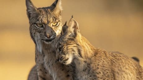 David Attenborough’s Parenthood is more horror film than nature documentary