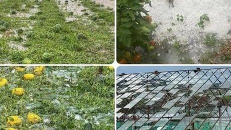 Antalya'da sağanak ürünlere zarar verdi