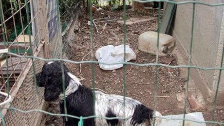 Animali, la nuova legge Brambilla: carcere per i maltrattamenti, multe più salate e stop alle catene. Cosa prevede