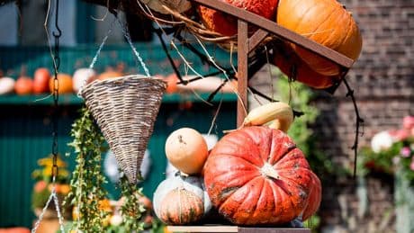 Herbst in Essen: Diese Kürbishöfe sind einen Ausflug wert