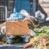 Tiere: Gelähmtes Kaninchen Hot Wheels rollt sich ins Leben zurück