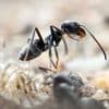 Insekten in Superkolonien: Tapinoma-Ameise breitet sich aus - wie ist sie zu erkennen?