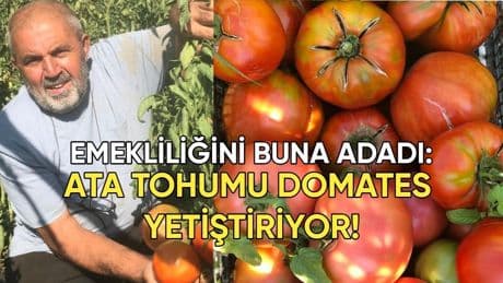 Yıllardır aynı tohumları kullanıyor! Ata tohumundan domates yetiştiriyor