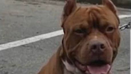 Husband's horror discovery as he comes home to find pet dog feasting on his wife's corpse
