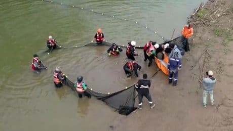 Rescatan a veintisiete delfines rosados de río atrapados lejos de su afluente